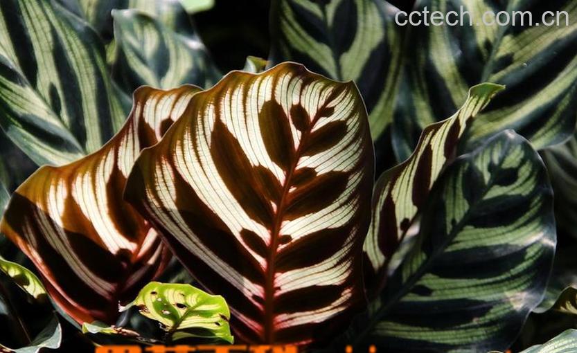 果蔬百科孔雀竹芋的养殖方法-0