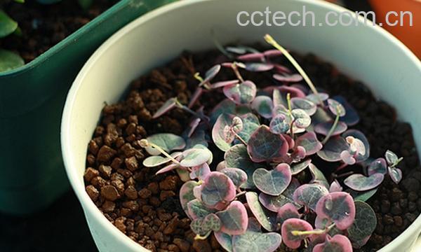 果蔬百科爱之蔓的养殖方法-0