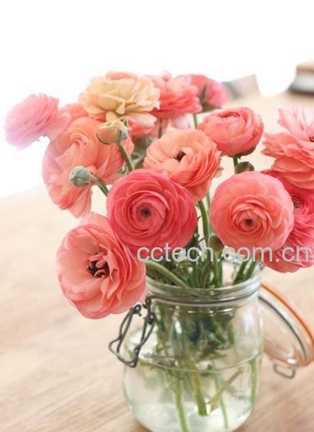 果蔬百科洋牡丹花后的处理方法-0