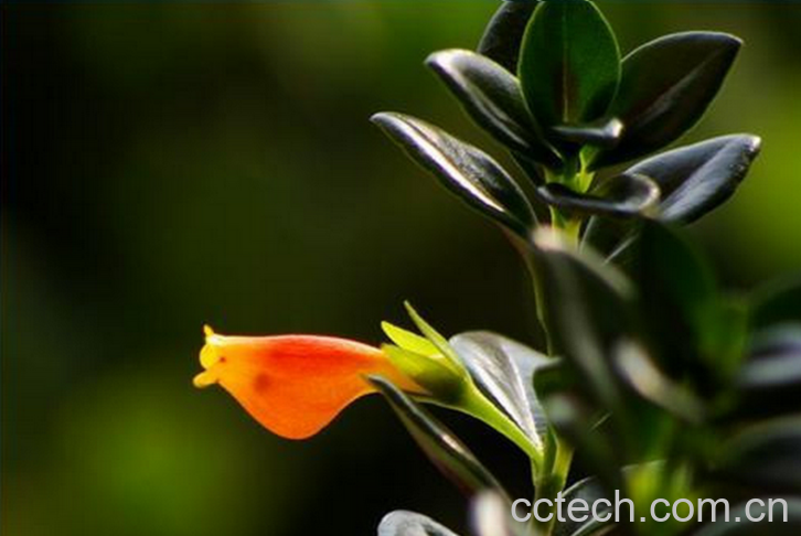 果蔬百科金鱼吊兰的养殖方法和注意事项-0