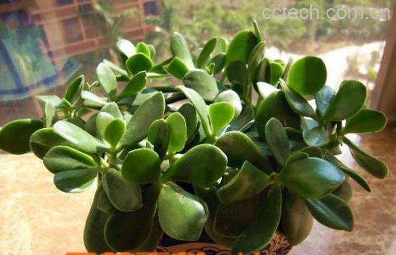 果蔬百科玉树花的养殖方法-0