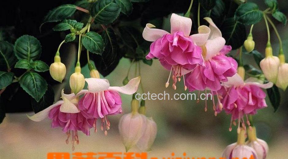 果蔬百科倒挂金钟的养殖方法-0