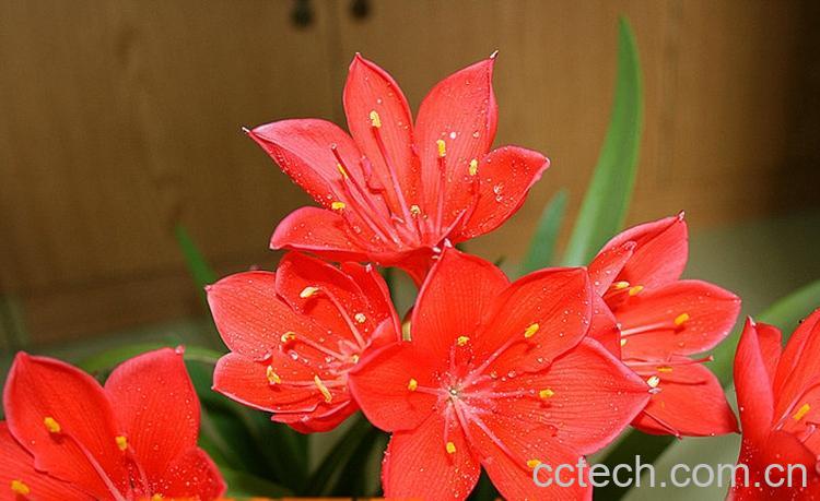 果蔬百科紫根兰的养殖方法-0