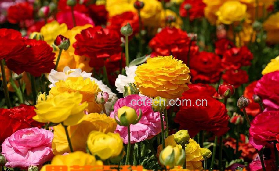 果蔬百科花毛茛花后的处理方法-0