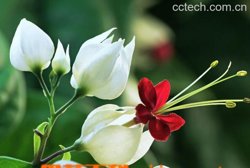 果蔬百科龙吐珠的养殖方法-0