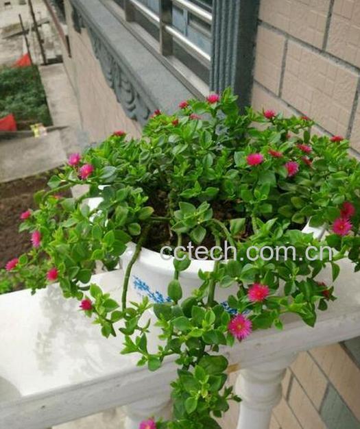 果蔬百科牡丹吊兰的养殖方法和注意事项-0