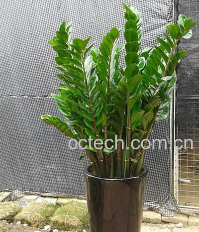 果蔬百科金钱树修剪步骤图解-0