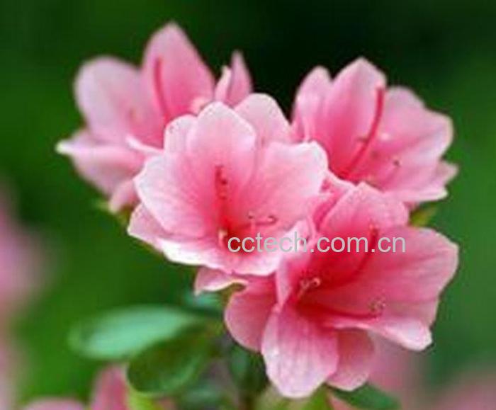 果蔬百科杜鹃花图片 杜鹃花栽培养殖方法-0