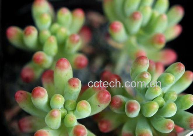 果蔬百科乙女心图片 乙女心植物养殖技巧-0