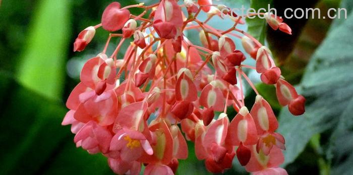 果蔬百科竹节海棠花养殖方法及栽培注意事项-0