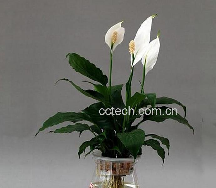 果蔬百科一帆风顺花有毒吗-0