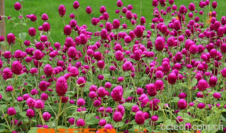 果蔬百科千日红图片 千日红栽培养殖方法-0