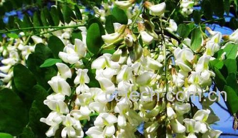 果蔬百科盆栽槐花图片 盆栽槐花养殖技巧-0