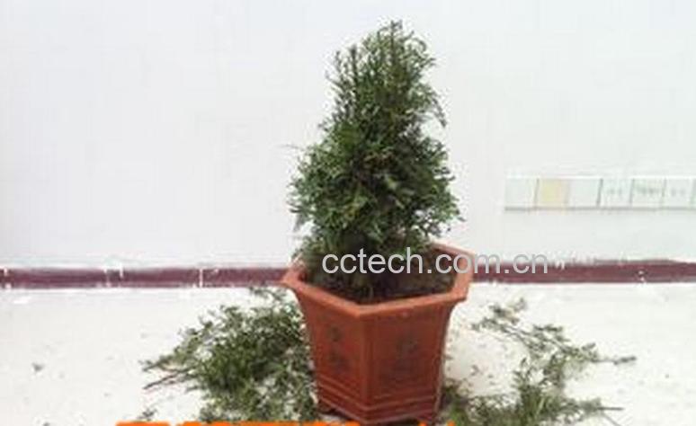 果蔬百科红豆杉修剪步骤图解-0