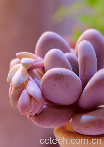 果蔬百科桃美人植物养殖技巧-0