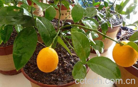 果蔬百科盆栽柠檬养殖方法及栽培注意事项-0