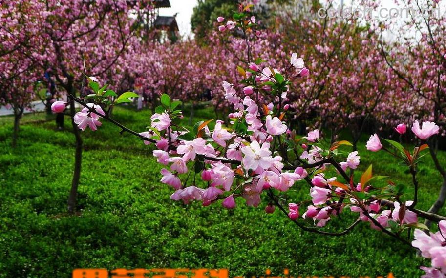 果蔬百科垂丝海棠图片 垂丝海棠栽培养殖方法-0