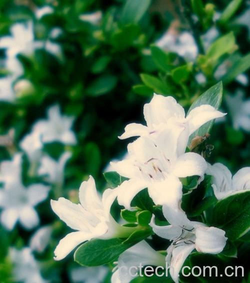 果蔬百科金边六月雪养殖方法及注意事项-0