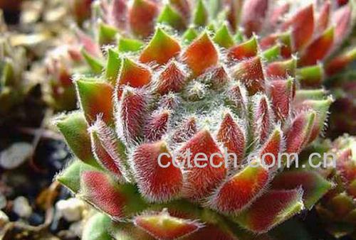 果蔬百科长生草图片 多肉长生草怎么养-0