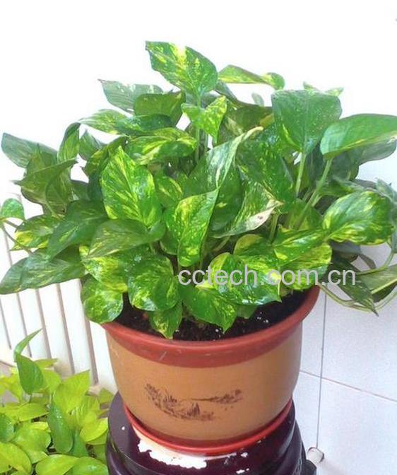 果蔬百科花叶绿萝图片 盆栽花叶绿萝养殖技巧-0