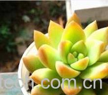 果蔬百科黄丽多肉植物养殖技巧-0