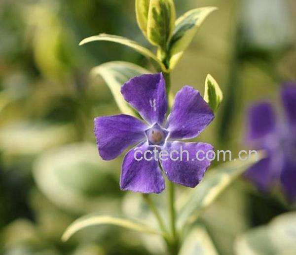 果蔬百科花叶蔓长春花有毒吗-0