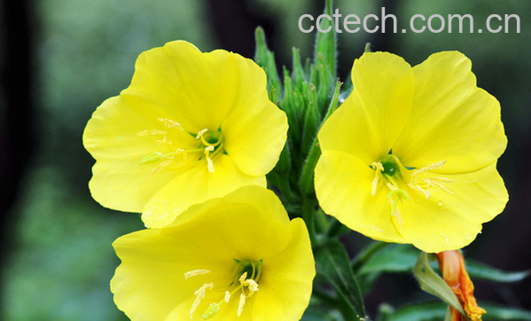 果蔬百科哪些植物不能在室内养-0