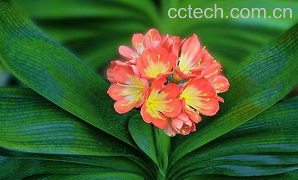 果蔬百科君子兰的养殖方法-0