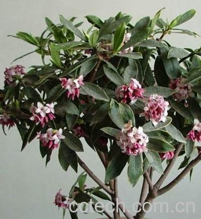 果蔬百科金边瑞香盆栽管理-0