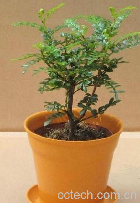 果蔬百科清香木的养殖方法和注意事项-0