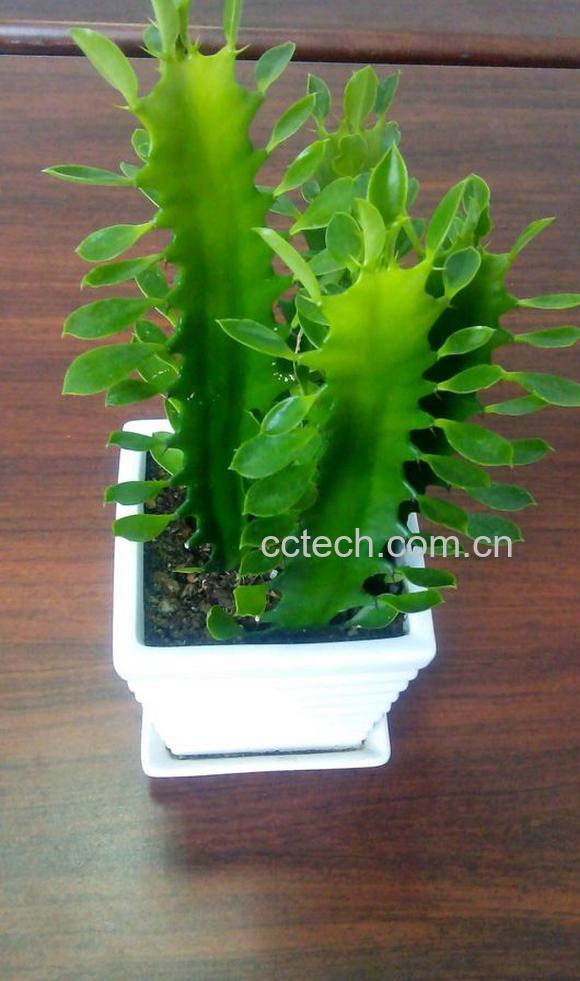 果蔬百科龙骨树怎么养 龙骨树的养殖方法-0