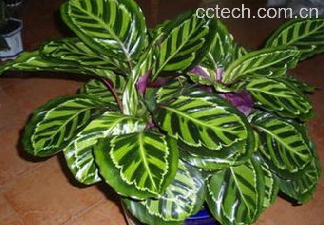 果蔬百科袖珍也门铁的养殖方法和注意事项-0