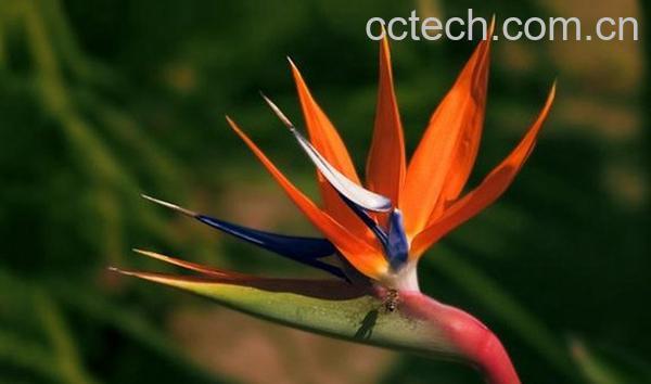 果蔬百科鹤望兰的种植要点及栽培技术-0