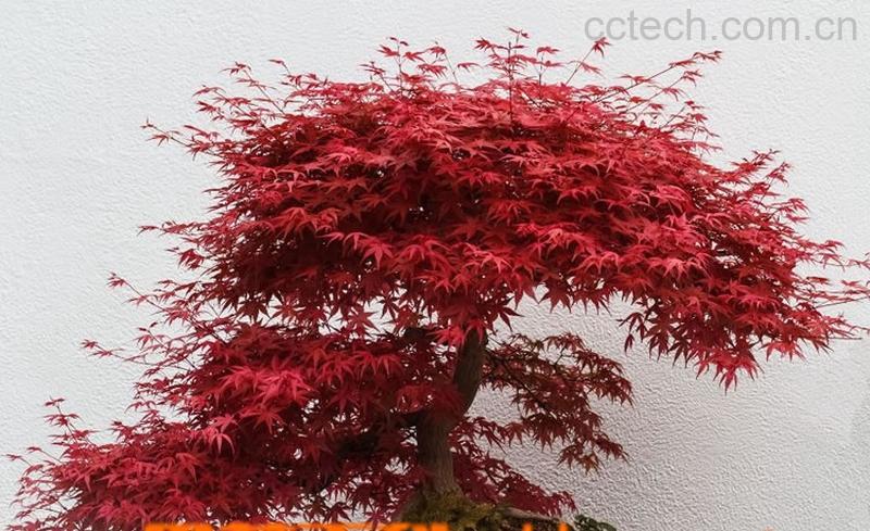 果蔬百科鸡爪槭的养殖方法-0