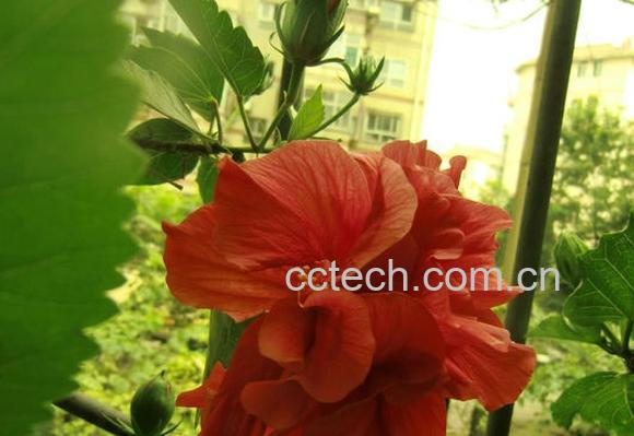 果蔬百科怎样嫁接扶桑花-0