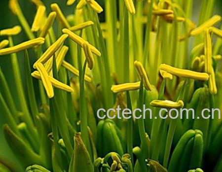 果蔬百科龙舌兰花养殖技巧 龙舌兰花图片-0