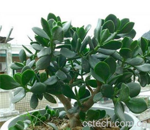 果蔬百科玉树的养殖方法和注意事项-0