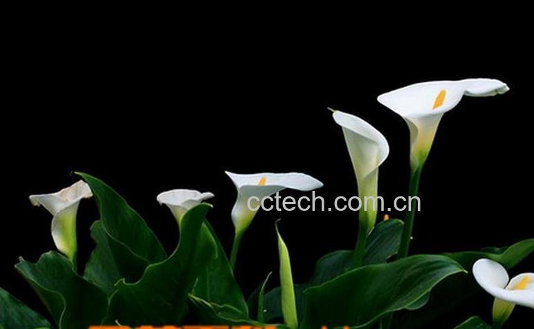 果蔬百科马蹄莲的养殖方法和注意事项-0