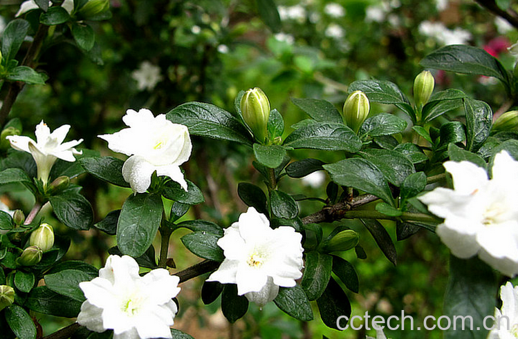 果蔬百科六月雪的种植要点及栽培技术-0