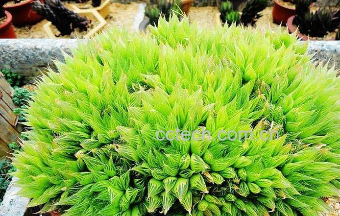 果蔬百科火龙果盆栽的养殖方法和注意事项-0