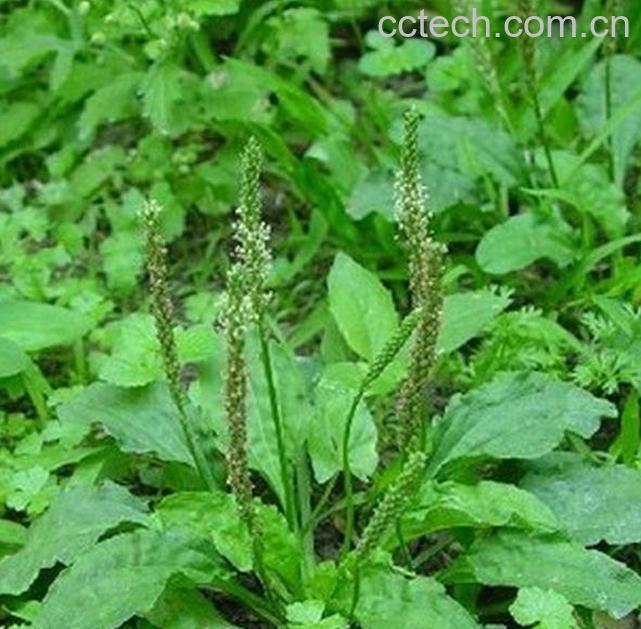 果蔬百科车前草的养殖方法-0