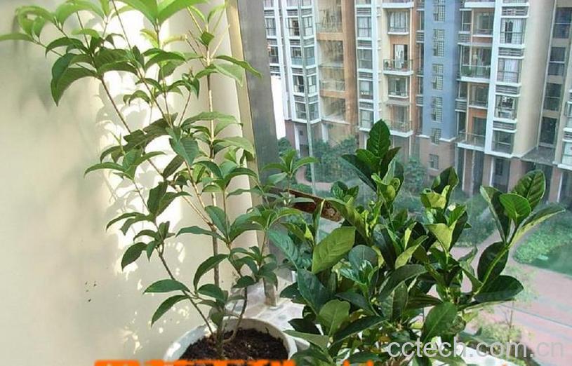 果蔬百科怎样嫁接桂花-0