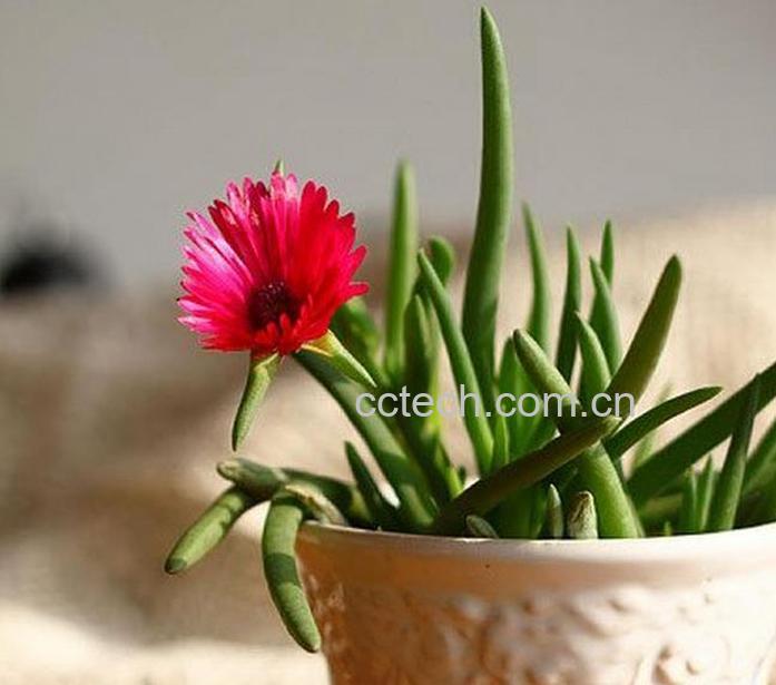 果蔬百科奔龙的养殖方法和注意事项-0