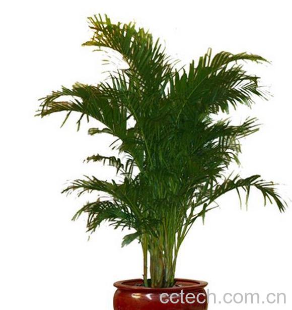 果蔬百科凤尾竹怎么养 叶子发黄怎么办-0