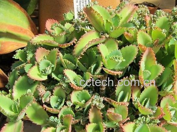 果蔬百科不死鸟的种植要点及栽培技术-0