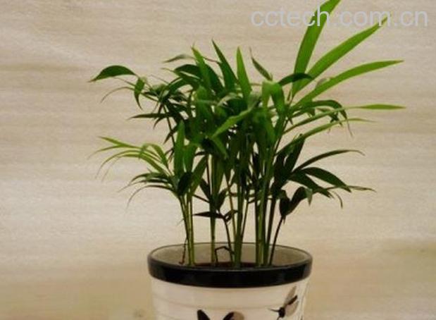 果蔬百科袖珍椰子树的养殖方法和注意事项-0