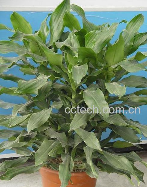 果蔬百科螺纹铁的养殖方法-0