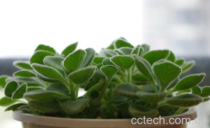 果蔬百科碰碰香叶子发黑怎么办-0