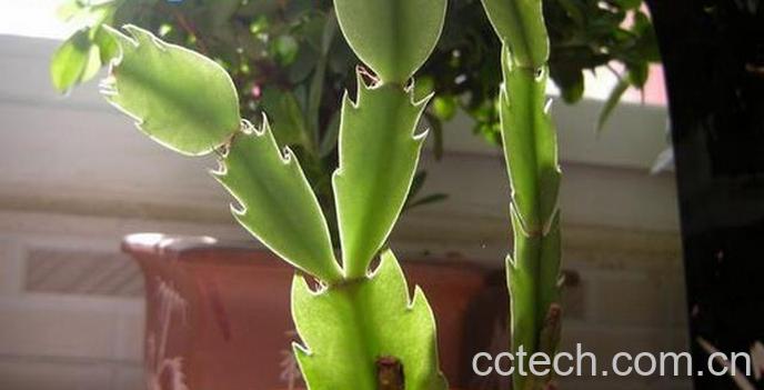 果蔬百科怎样嫁接蟹爪兰-0