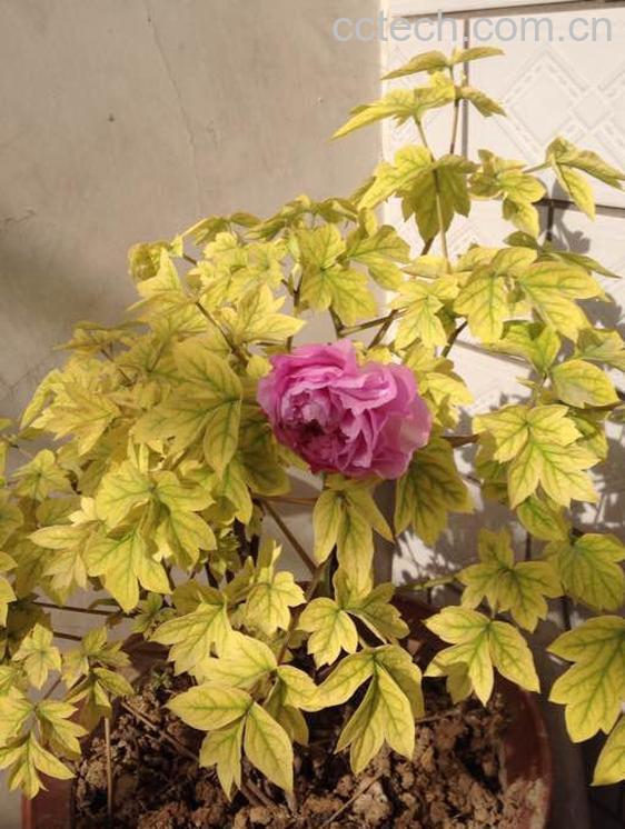 果蔬百科牡丹花叶子蔫了怎么办-0